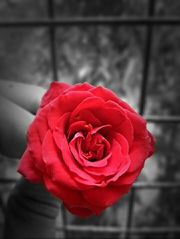Red Rose..