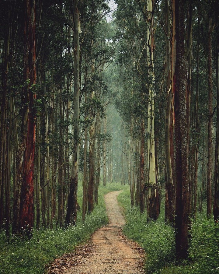 MUTHANGA WILDLIFE SANCTUARY, WAYANAD (Kerala) ❤️