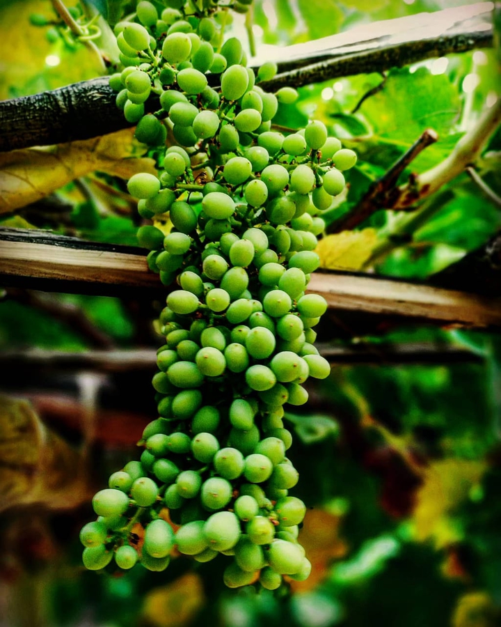 ? grapes ?