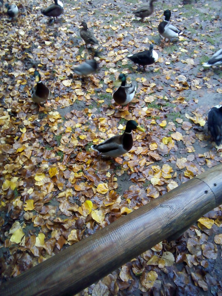 Enten im Herbst