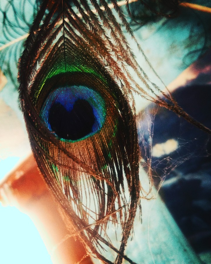 feather love