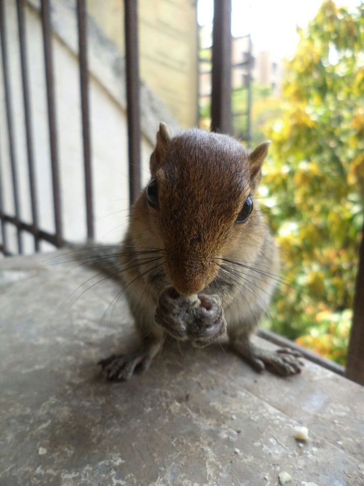 Jackie The Squirrel.