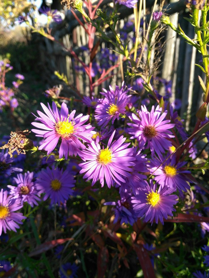 flowers