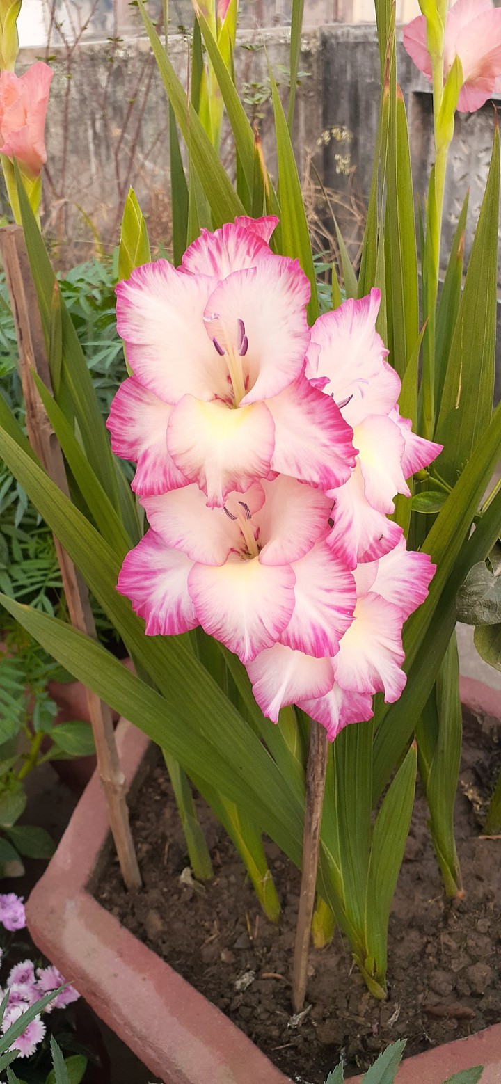 flower