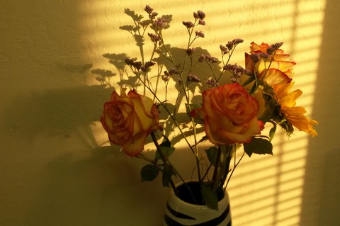 Fall Flowers