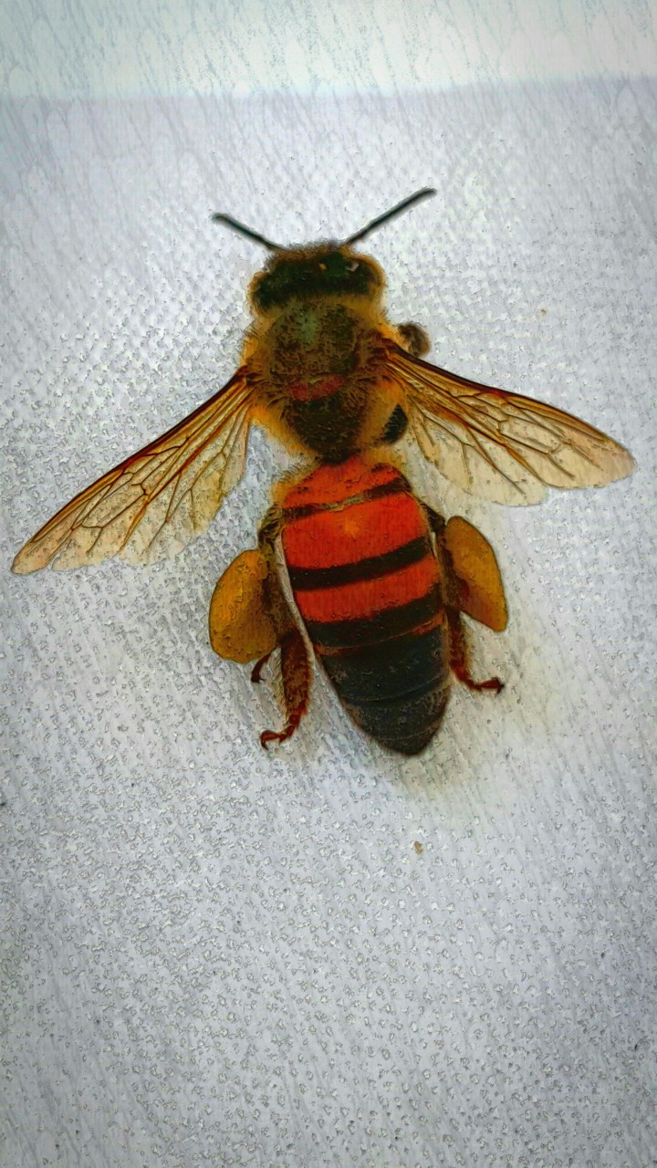 abelha