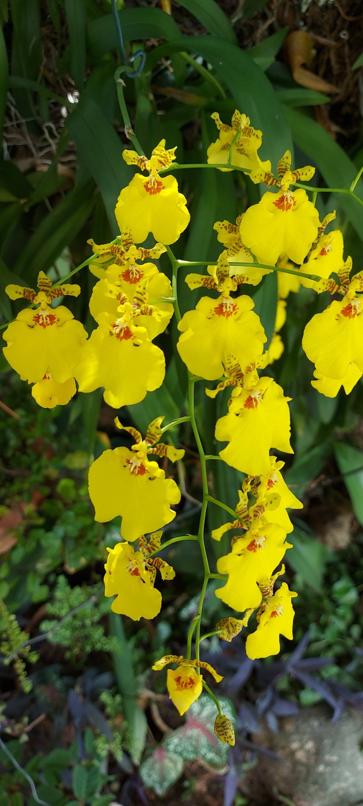 orquídeas