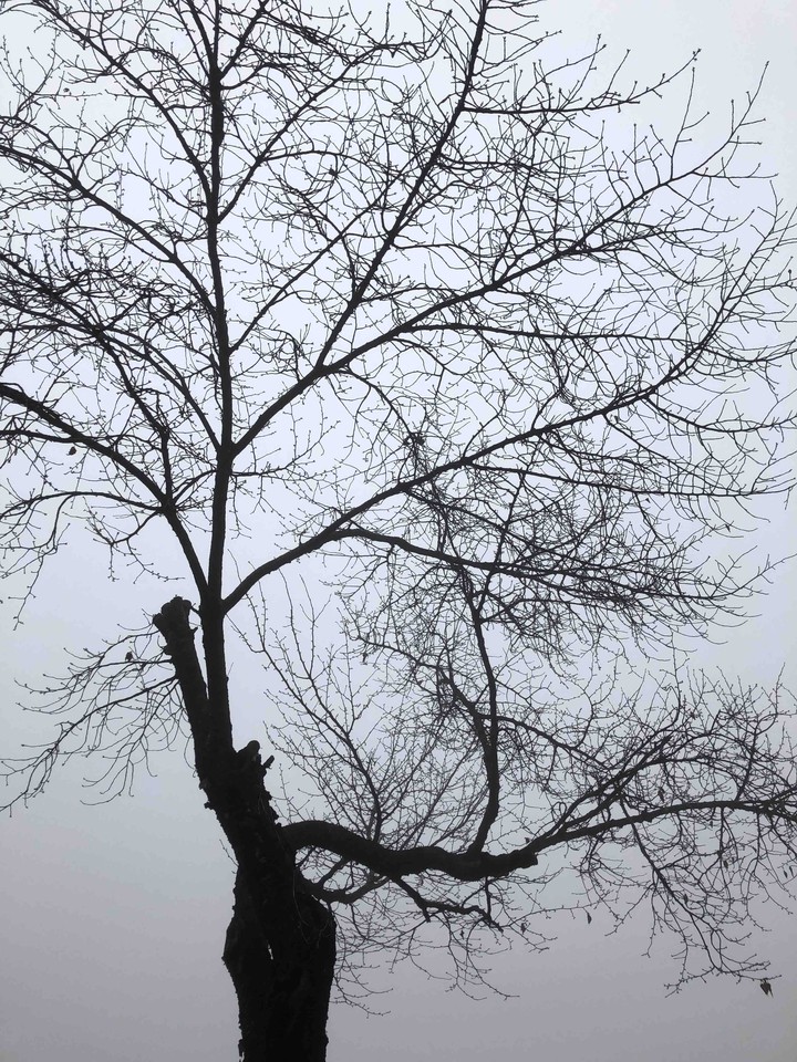 winter tree