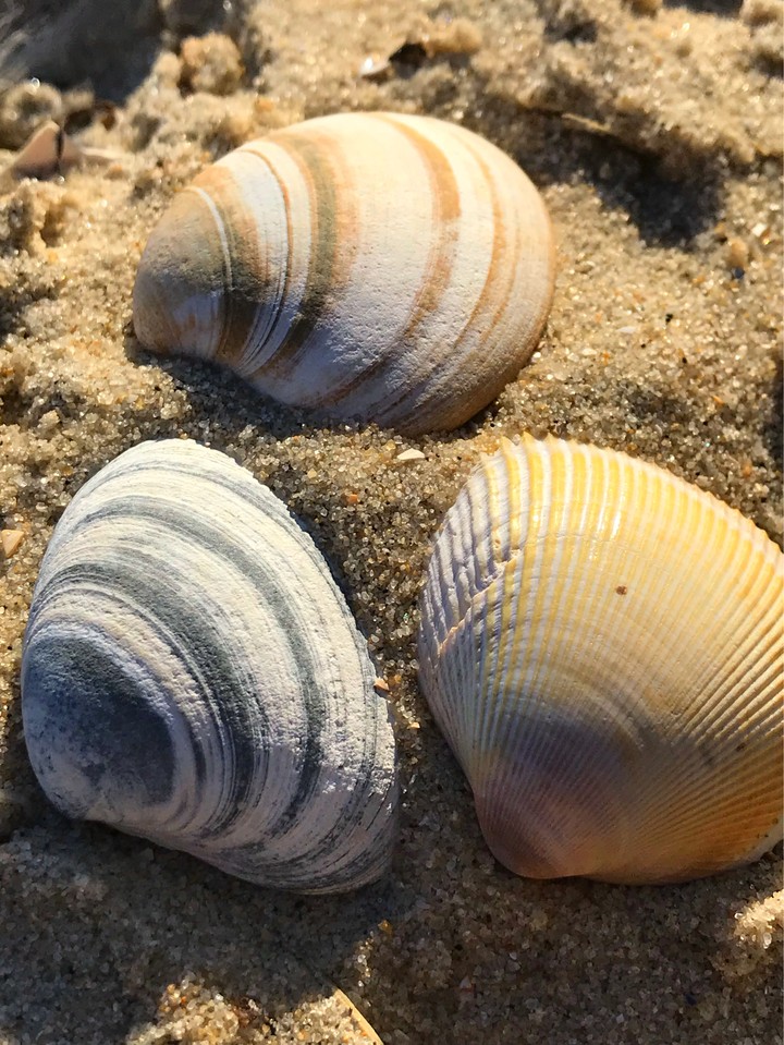 shell friendship