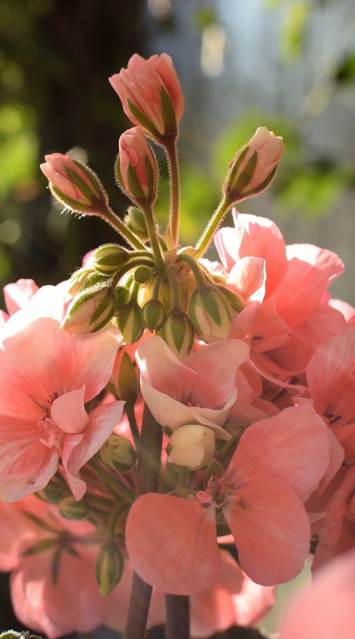 pink flower