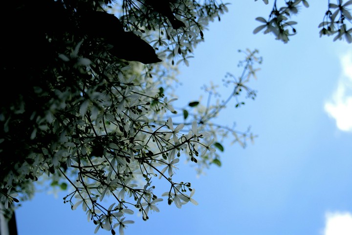 small flowers