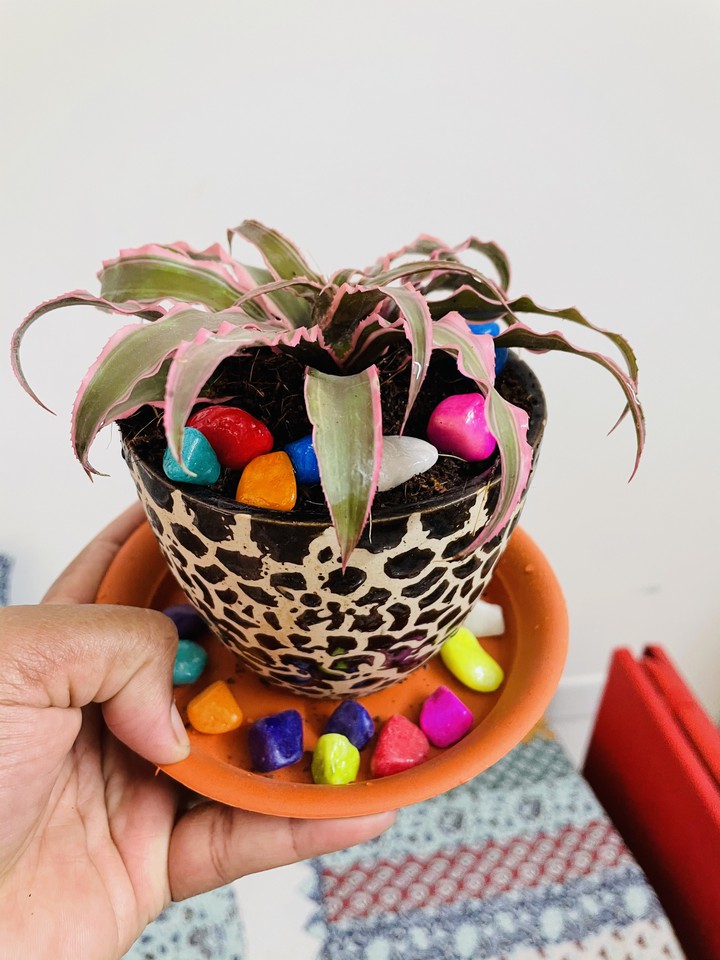 colorful babies