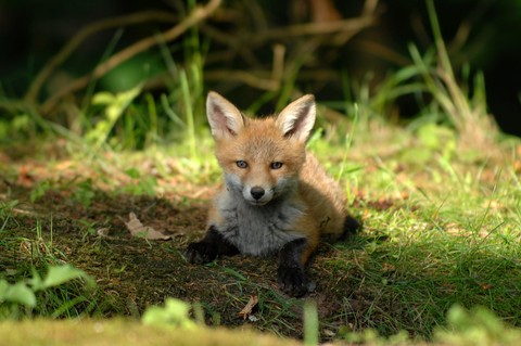 ταπετσαρίες fur, canidae