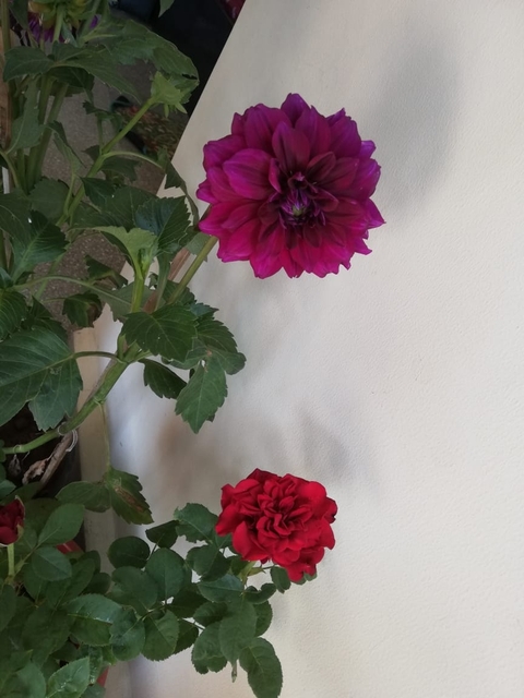 petal, plant achtergronden