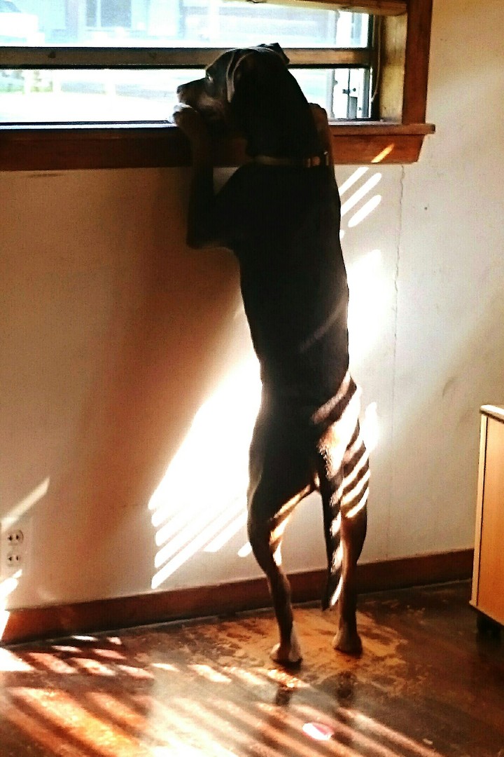 looking out the window