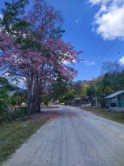 tree, road वॉलपेपर