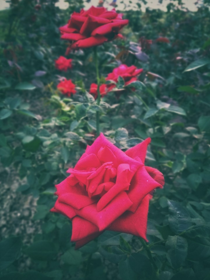 Rosa