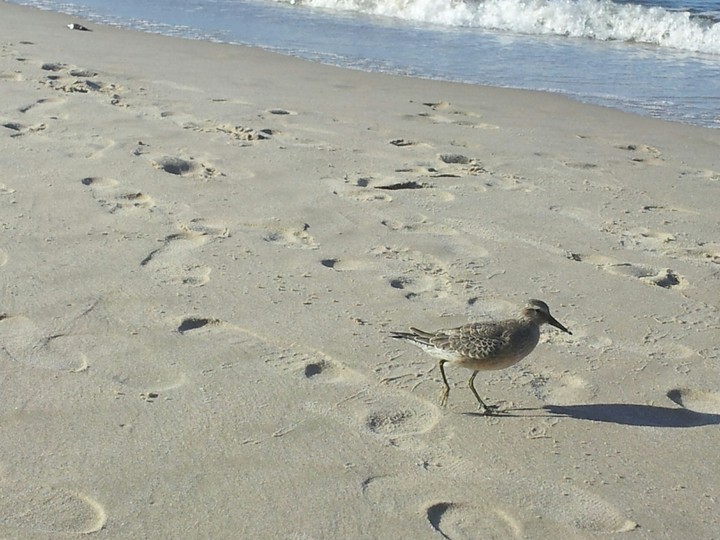 bird