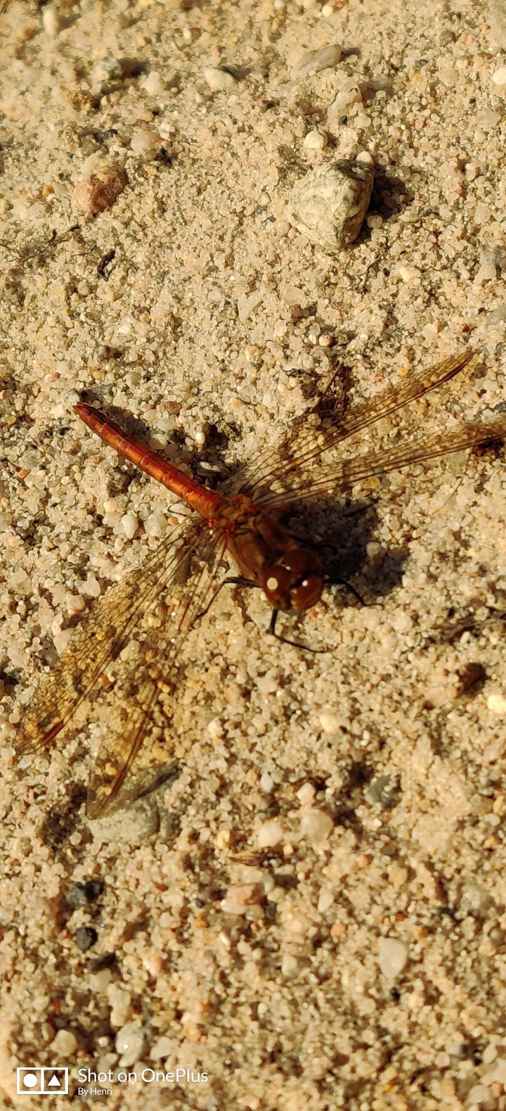 Libelle