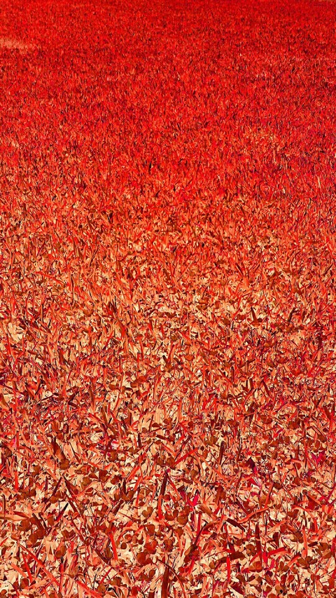 Red Field