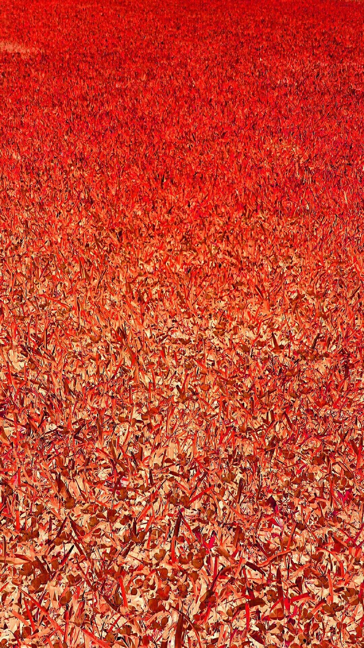 Red Field