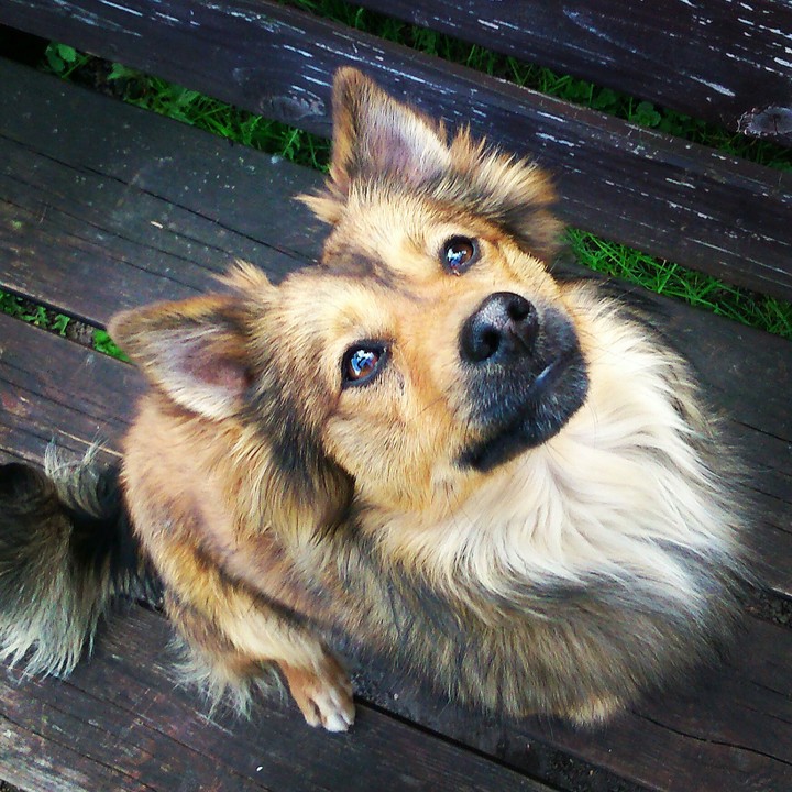 Bastuś