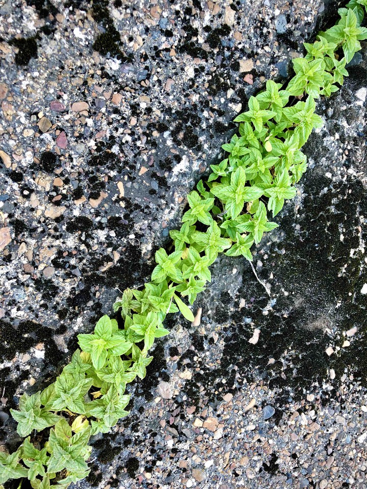 plants and concrete