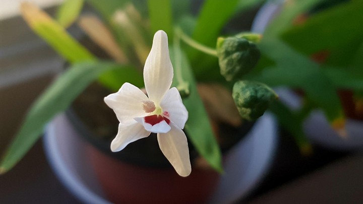 freesia laxa