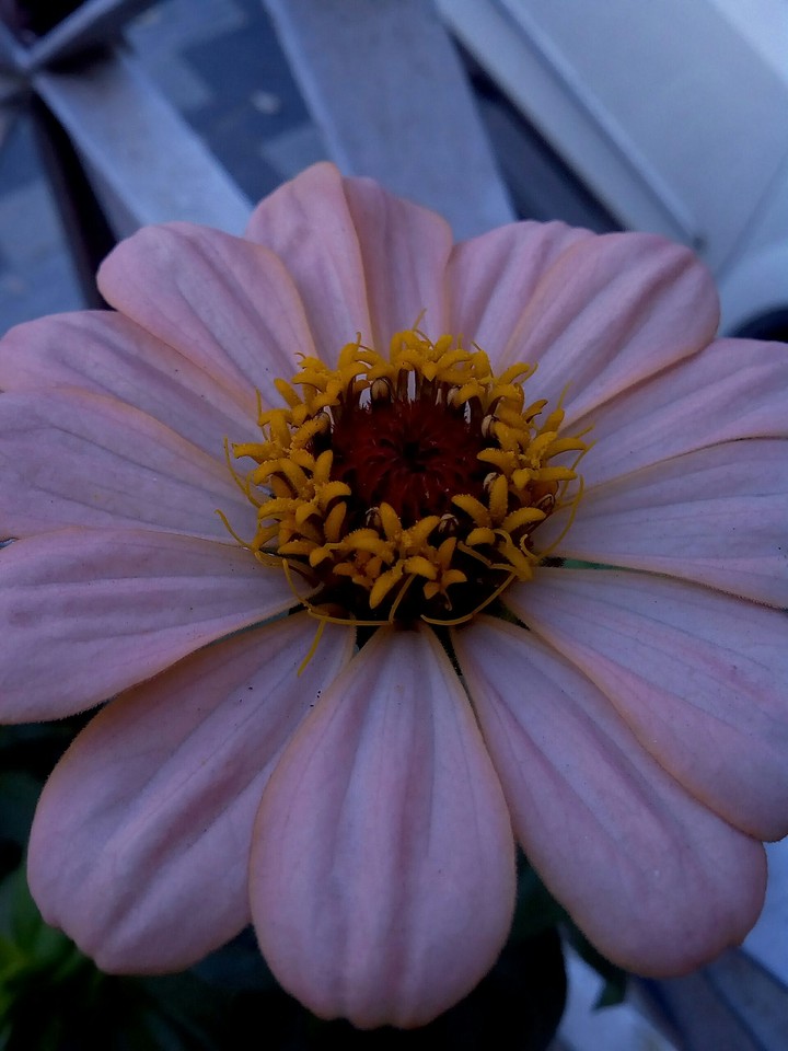Lovely flower...