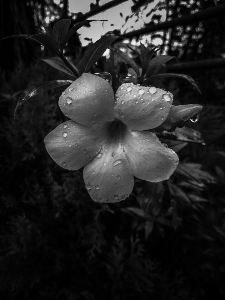 black and white