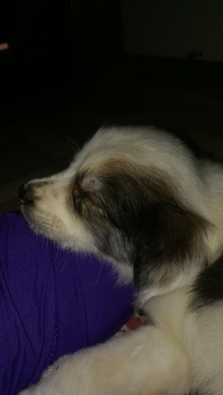 puppy
