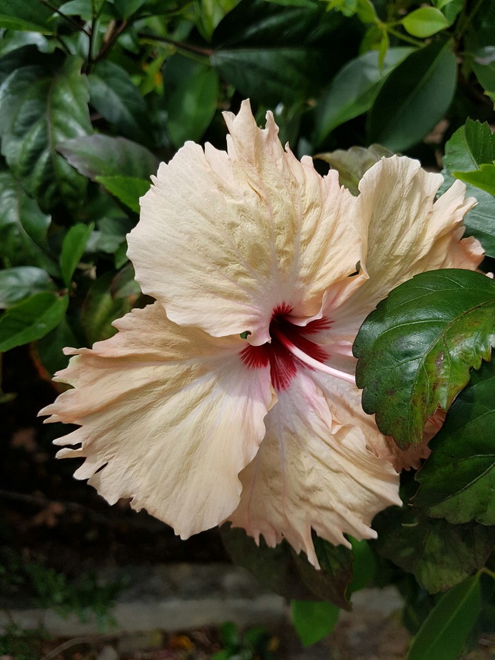 flor
