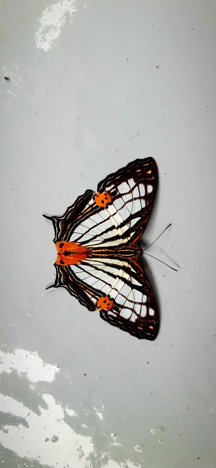 The Moth Beautiful Thing!??