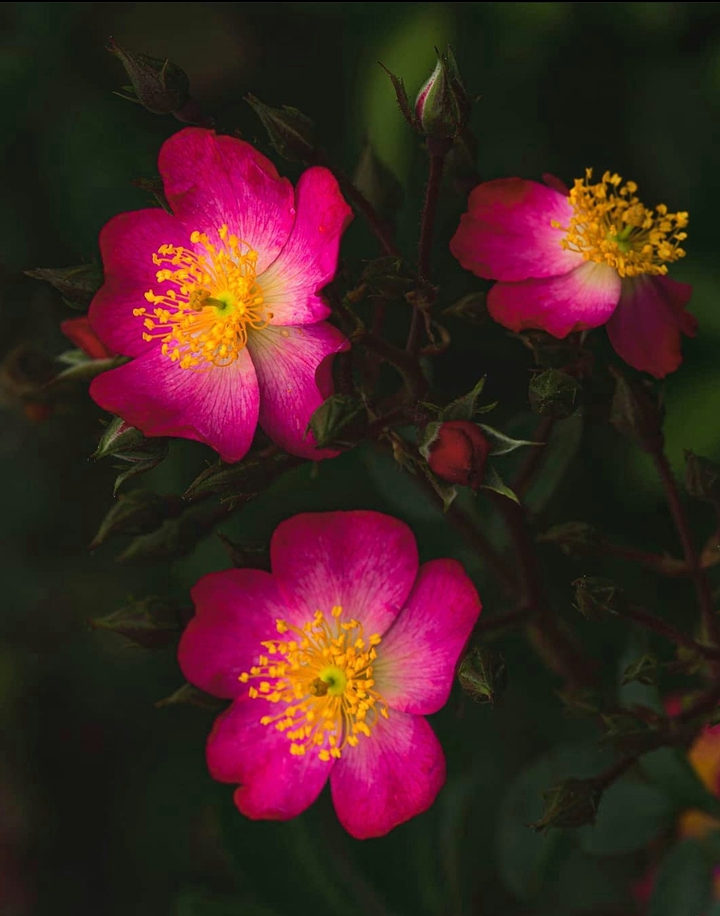 Rose