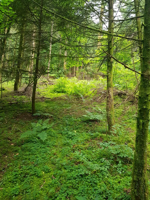 Nature