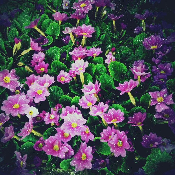 Flowers