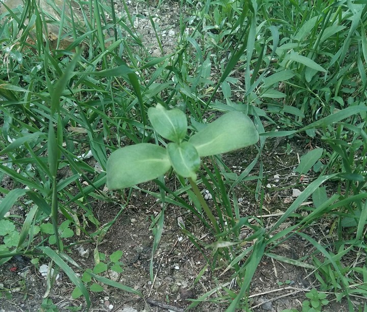 sunflowerBaby