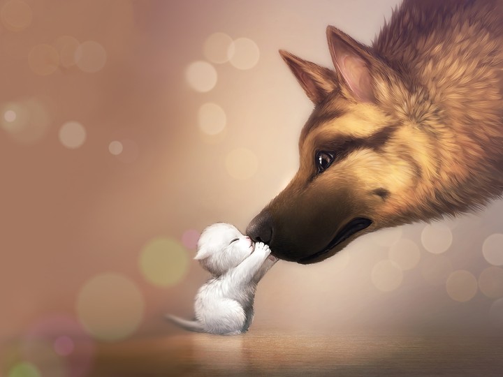 Маленький кот и собака (small cat and dog)