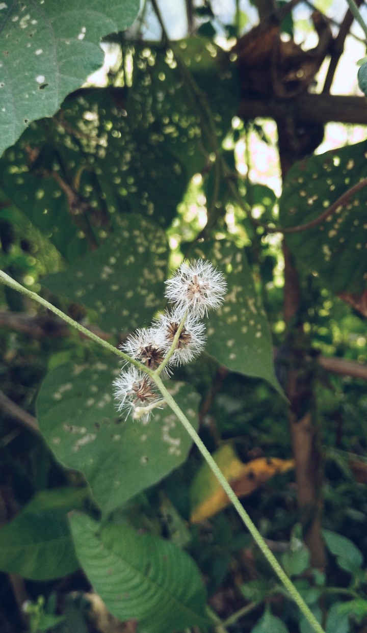 Nature