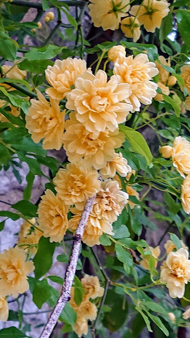 Yellow roses