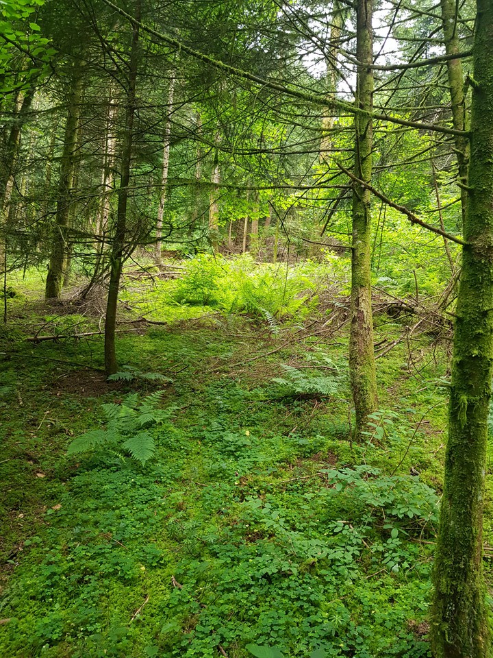 Nature