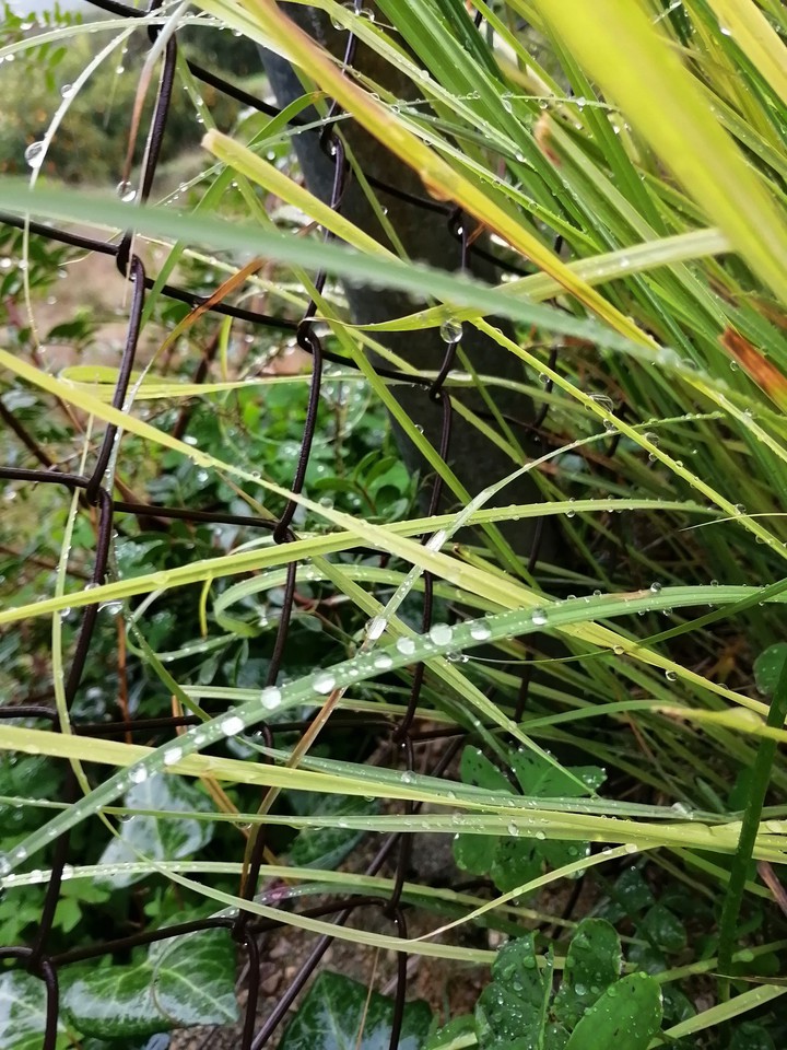 drops