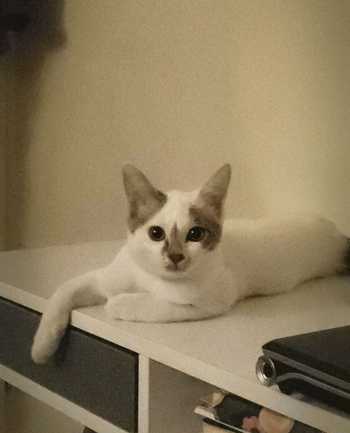 cat