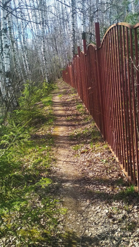 Russian forest
