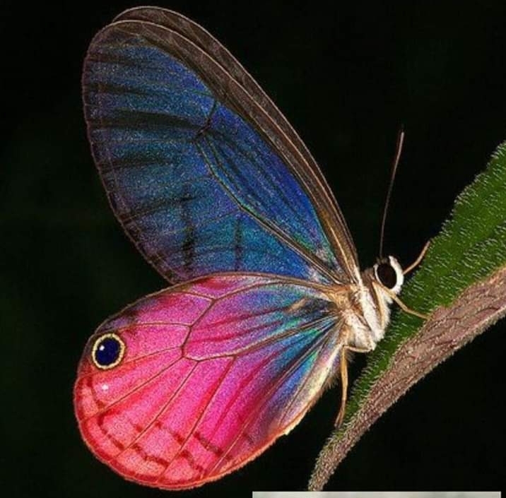 animal