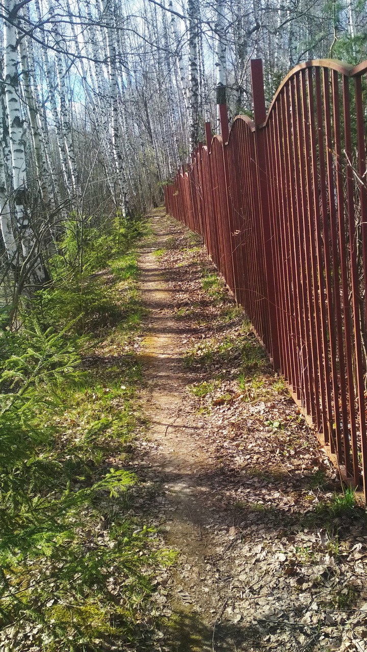 Russian forest