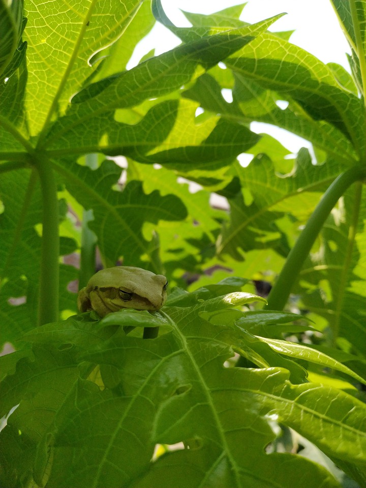 ? frog