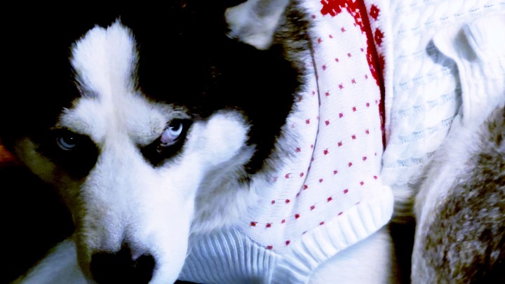 Goku husky