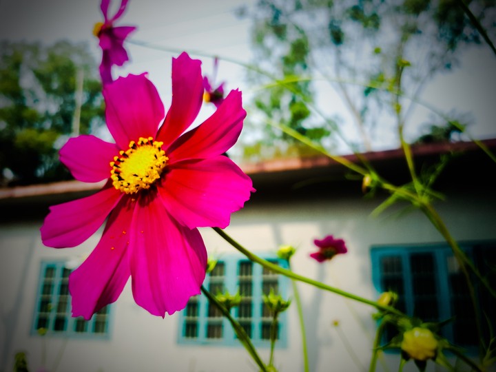 Flower