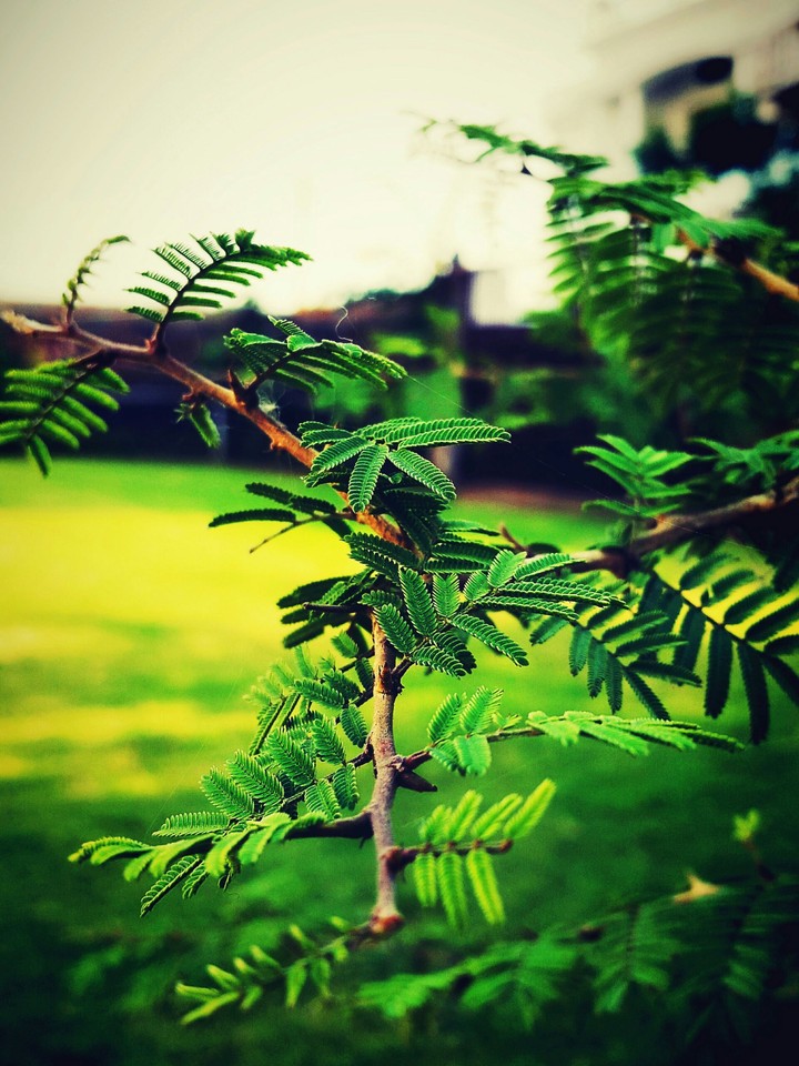 green